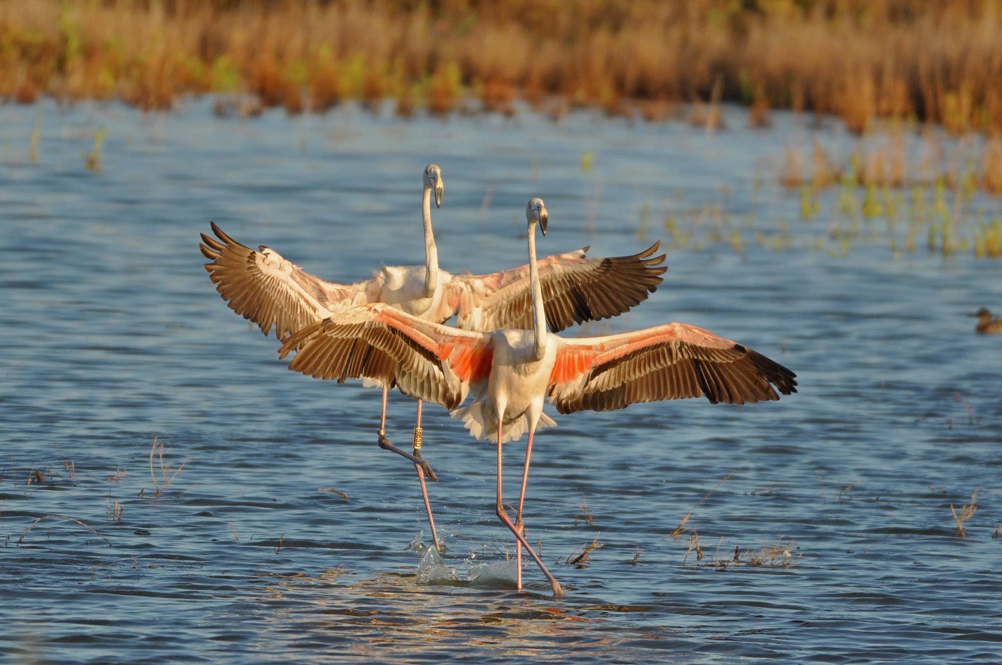 EVOA – Espaço de Visitação e Observação de Aves