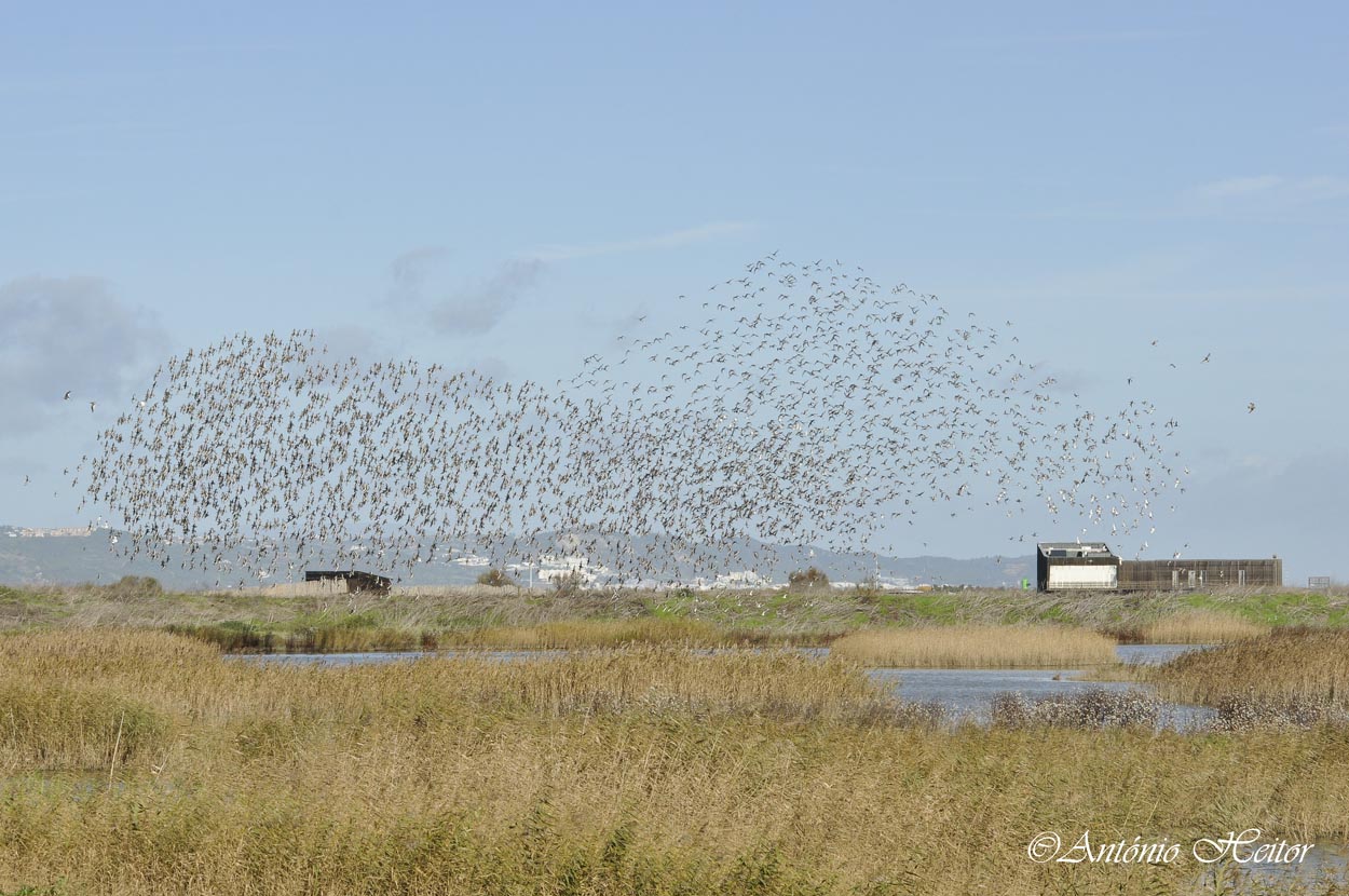EVOA – Espaço de Visitação e Observação de Aves